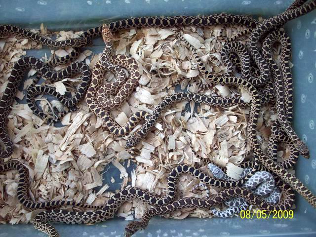 het axanthic,stillwater hypo clutch