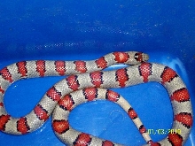 thayeri