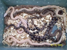 southern pine clutch