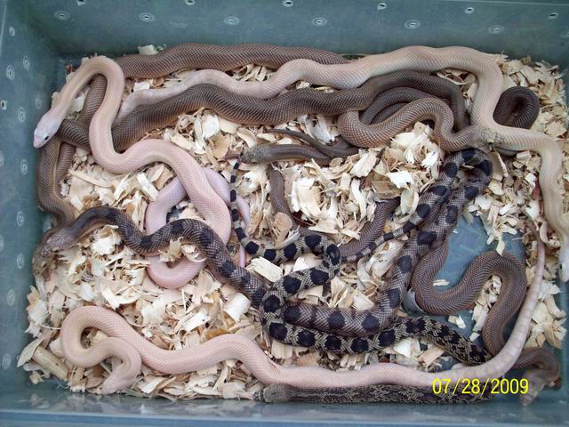 southern pine clutch