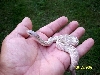 whiteside true ghost ivory line