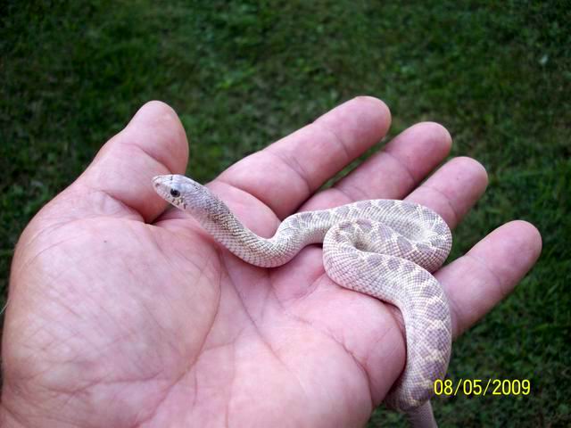 whiteside true ghost ivory line