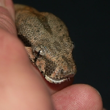 Sindarella