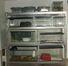 Rep Rack