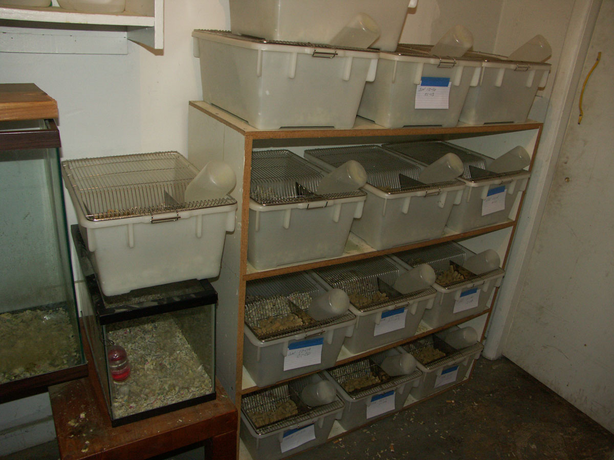 Rat Maternity Ward