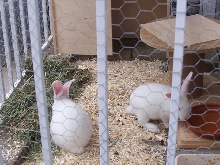 in grow out pen
