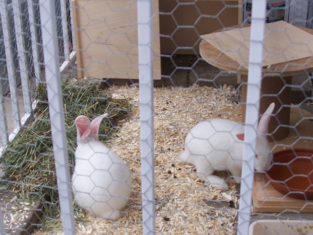 in grow out pen