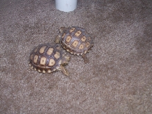 baby sulcata's