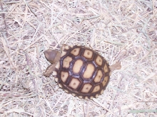 baby sulcata