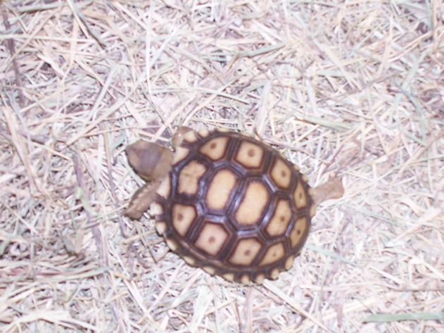 baby sulcata
