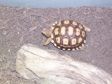 baby sulcata