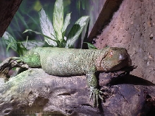 Caimen Lizard