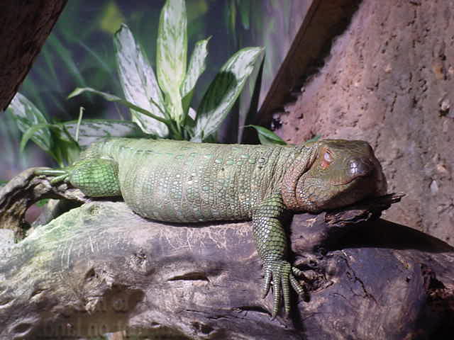 Caimen Lizard