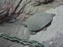 Desert Tortoise