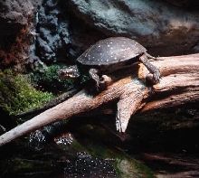 spotted turtle