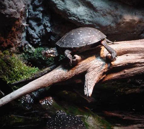 spotted turtle