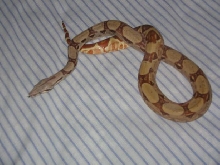 Hypo Harlequin