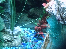 frog1