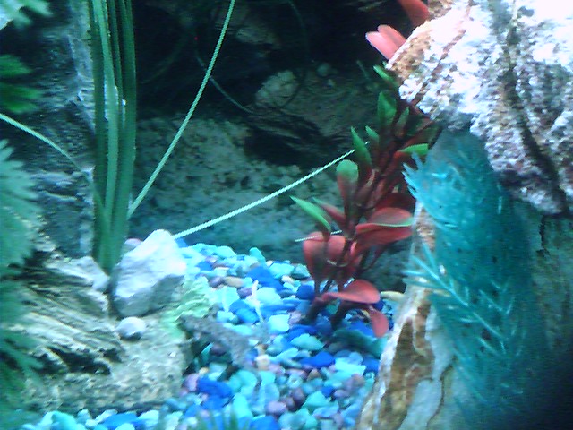 frog1
