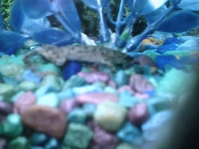 frog2