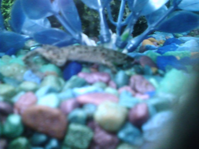 frog2