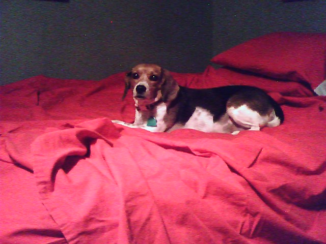 jazzy