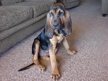 bloodhound female