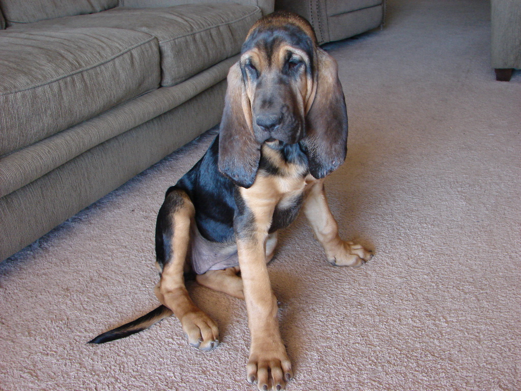 bloodhound female