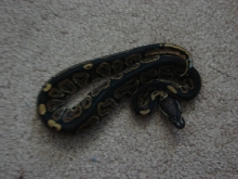 Ian G. black pastel male