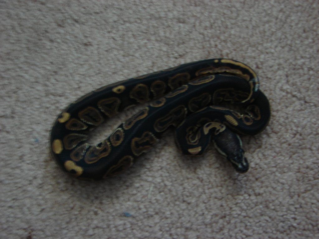 Ian G. black pastel male