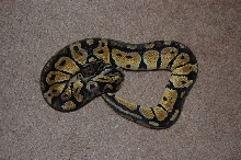 Ian G. Line Male Pastel