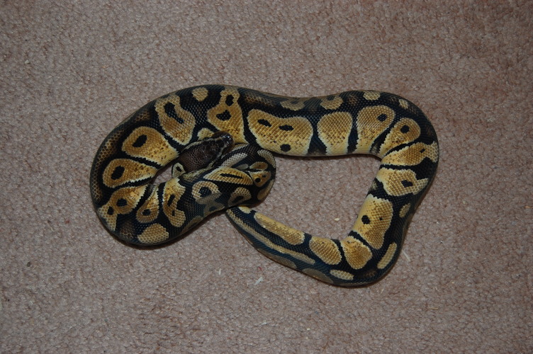 Ian G. Line Male Pastel