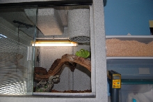 Green Tree Python