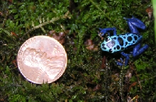 Auratus