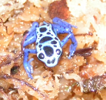 Skinny frog