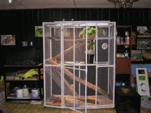 Beardies cage