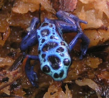 Skinny frog 2