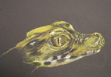 DwarfCaiman