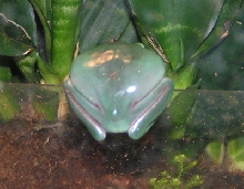 Frog Butt!