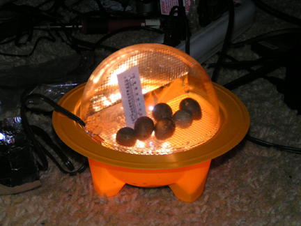 Incubator
