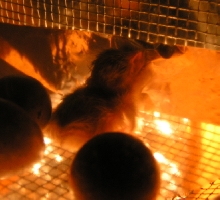 Just hatched