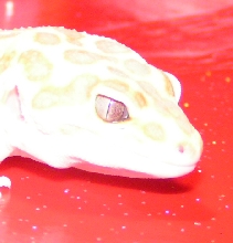 Tillys eye
