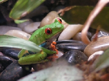 New Froggie
