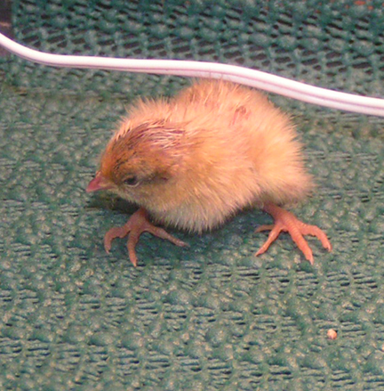 Big foot button quail