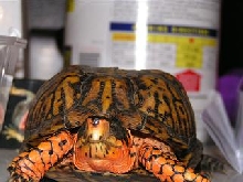Injured Wild Eastern Box (M)