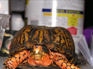 Injured Wild Eastern Box (M)