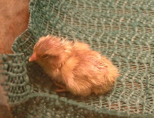 sleepy button