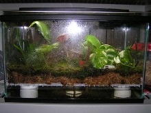 10 gallon