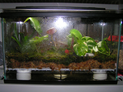 10 gallon