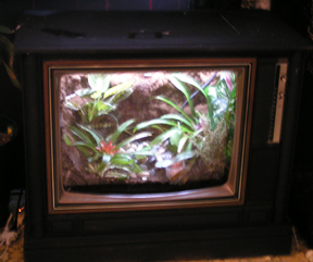 TV Terraium (Lights on)